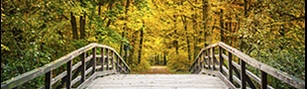 Forest bridge