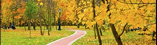 Forest pathway